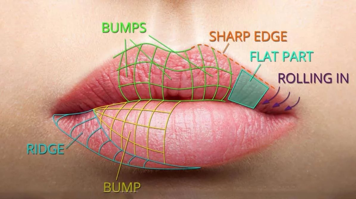 Proportions esth�tiques des l�vres